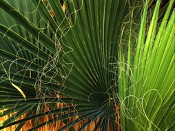 Calif. FanPalm.jpg